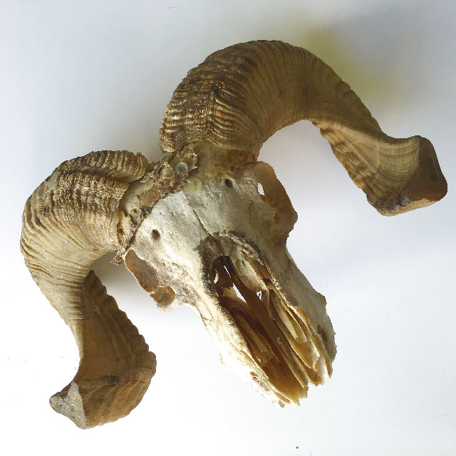 SKULL, Ram w Horns